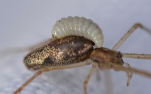 Réf. 338 528 : Pimplinae inconnu